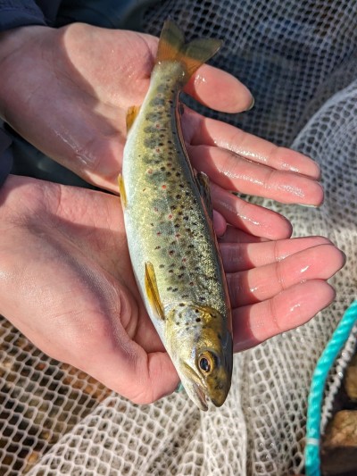 A fish in hands