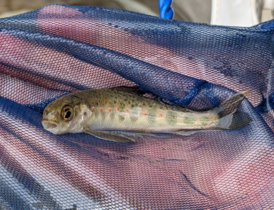 A fish on some gauze