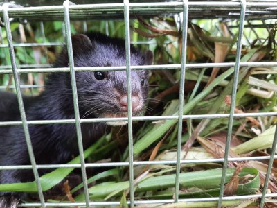 American Mink