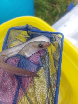 An eel in a net