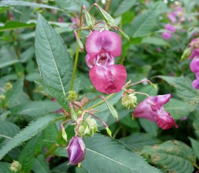 Himalayan balsam