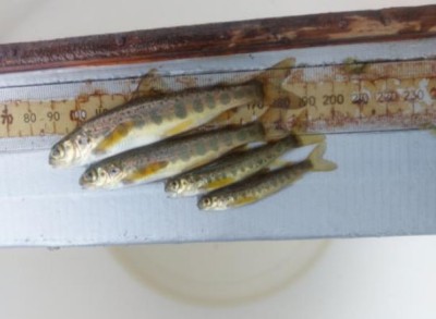 Salmon fry and parr being measured